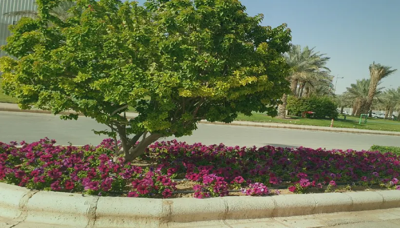 Flowering shrub bed with seasonal colour