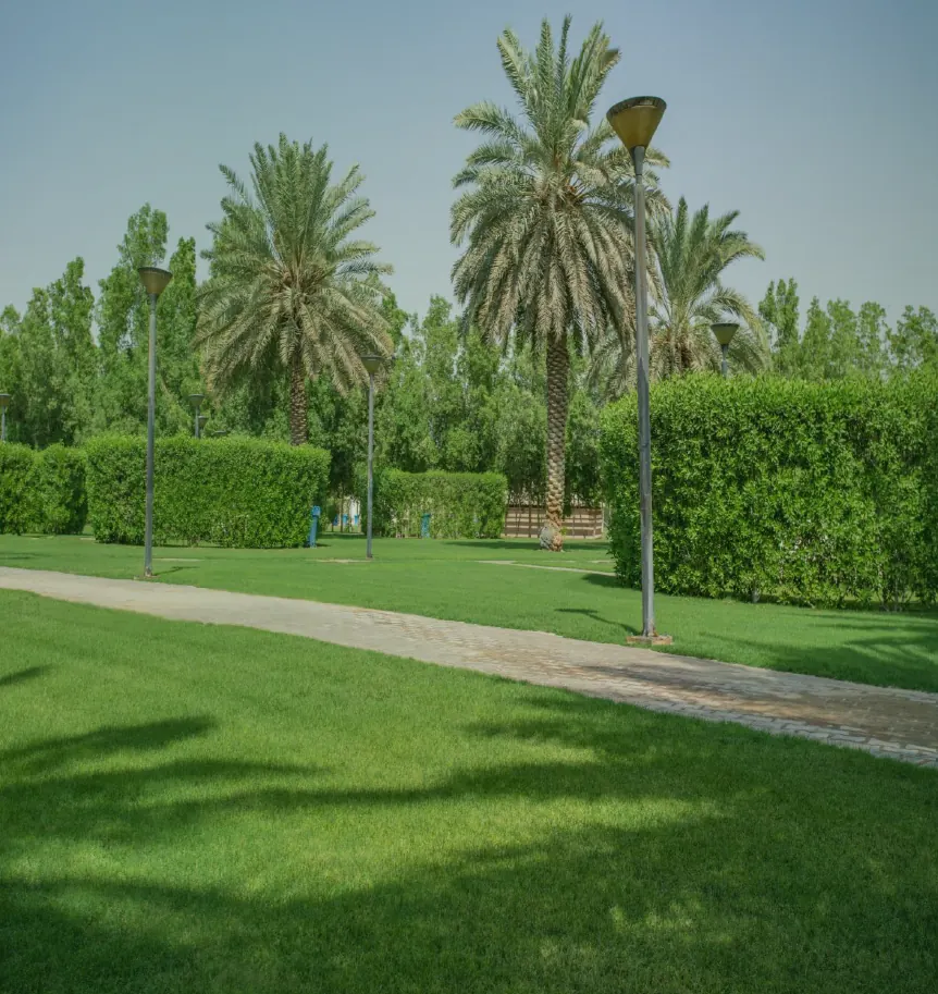 Park pathway lined with hedges and palms